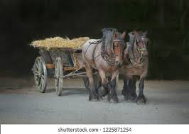 نتیجه جستجوی لغت [workhorses] در گوگل