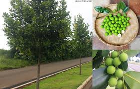 The board of trustees of the royal botanic gardens, kew. Viveiro Ciprest Plantas Nativas E Exoticas Guanandi Ou Jacareuba Calophyllum Brasiliense