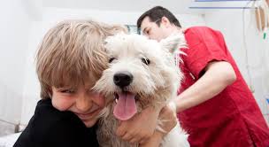 Nationwide also offers pet insurance for exotic pets, and is the only pet insurance company we know of that offers exotic pet insurance. An Expert Guide To Pet Insurance Pros And Cons Vet Approved Advice