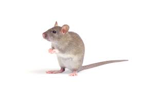 Image result for rat images