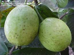 Résultat de recherche d'images pour "ruby supreme red guava"