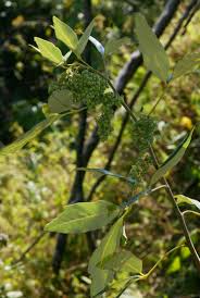 Image result for Searsia tomentosa