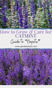 Guide To Catmint How To Grow Care For Nepeta Cheap Garden Plants Vegetable Garden Planning Cat Mint Landscaping