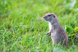 Gophers do not get scared easily as they are immune to the constant noise and vibrations caused by people moving around. Best Way To Get Rid Of Gophers How To Keep Gophers Out Of Garden
