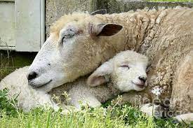 Mama's Lamb