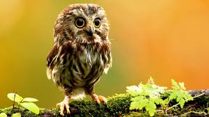We did not find results for: Burung Hantu Putih Coklat Berdiri Di Atas Batang Pohon Yang Tertutup Alga Dengan Latar Belakang Kabur Kuning Hijau Owl Hd Wallpaper Desktop Layar Lebar Definisi Tinggi Layar Penuh