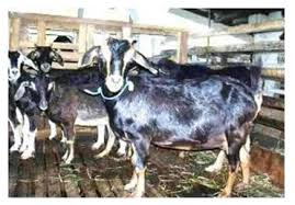Merupakan salah satu jenis kambing terbesar di swiss dan penghasil susu kambing yang terkenal. Mengetahui Jenis Jenis Kambing Dan Domba Di Indonesia Organic Hcs