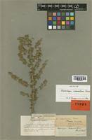 Image result for Asparagus suaveolens