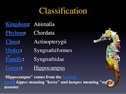 Horse Taxonomy Classification Related Keywords Suggestions