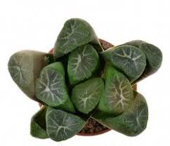 When the cluster has outgrown its dish, repot in the spring or early summer into a new wide and shallow dish with fresh potting soil. Haworthia Truncata Var Maughanii Cv Supernova Ex Hiroshi Nakatani Other Succulents