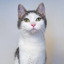‪Adoptable Cats - MEOW Foundation‬‏