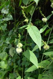 Image result for Manniophyton