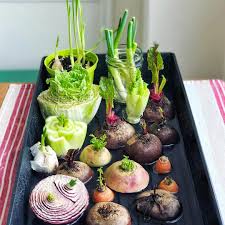 We Are Inspired By This Project And By Aimeebourque In The Spirit Of Zerowaste It S A Step Beyond Compo Regrow Vegetables Edible Garden Growing Veggies