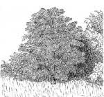 Image result for Rauvolfia afra