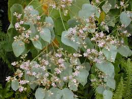 Image result for Melochia