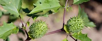 Image result for Datura