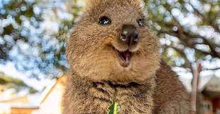Quokkas Are The World S Happiest Animal And These Pics Prove It Happy Animals Cute Australian Animals Animals