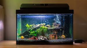 Langsung saja, simak yuk ulasan lengkapnya di bawah ini! Cara Membersihkan Noda Putih Pada Aquarium