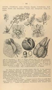 Image result for Stadmannia oppositifolia