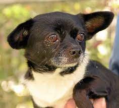 Pet Of The Week Snoop Dogg An 8 Year Old Chihuahua Mix Needs A Home Daily Breeze