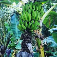 Image result for Musa × paradisiaca