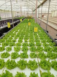 الزراعة المائية توفر المياه وتزيد المحاصيل في الأغوار الشمالية