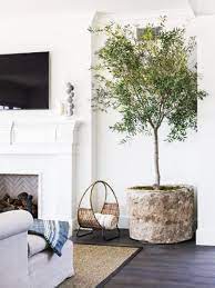 Plant Of The Year Indoor Olive Tree Thou Swell Arbre Deco Interieur Decoration Naturelle Deco Interieure