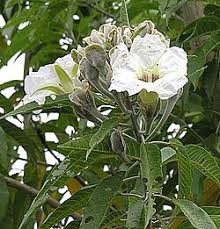 Image result for Ipomoea linosepala