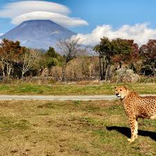 We have tested safari browser 5.1.7 against malware with. Fuji Safari Park Super Up Close To Animals At Mt Fuji S Animal Park The Gate Japan Travel Magazine Find Tourism Travel Info