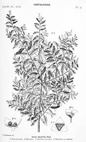 Image result for Coleotrype laurentii