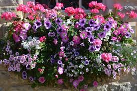 My deck boxes turned out really good this year (at least i think so!!), so i thought i'd share. 8 Flower Boxes That Thrive In The Sun Window Box Flowers Container Gardening Flowers Container Flowers