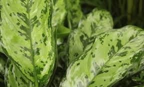 I1.fnp.com silver bay aglaonema from above. Aglaonema Plant Care And Growing Guide Of The Most Popular Houseplant