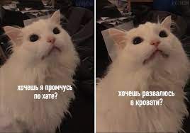 Пикабу - Если бы коты могли признаваться в любви #котизм | Facebook
