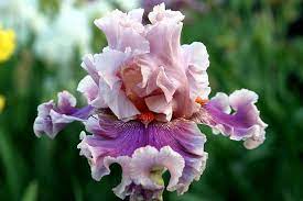 Irises Plant Care And Collection Of Varieties Garden Org Iris Flowers Pretty Flowers Types Of Flowers