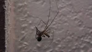 Like almost all spiders, steatoda nobilis is venomous, but its. What Should I Do If A Daddy Longlegs Bites Me Quora