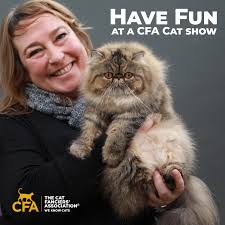 The Oriental was accepted in 1977 and ranks today as CFA's 12th most  popular breed. 🙌 Share with a cat loving friend if you support and love  this breed. Looking to find