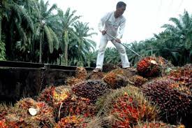 Plantation advisory and or management services read more. Moody S Affirms Ioi Corp S Ratings Maintains Stable Outlook The Star