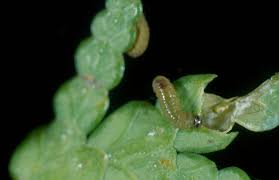 Image result for argyresthia thuiella thuja symptoms