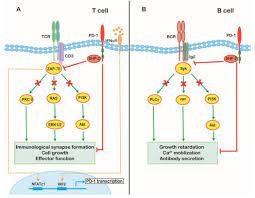 Signaling Pathway And Dysregulation Of Pd1 And Its Ligands In Lymphoid Malignancies Abstract Europe Pmc