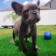Maybe you would like to learn more about one of these? Blue French Bulldog Puppy 600322 Puppyspot