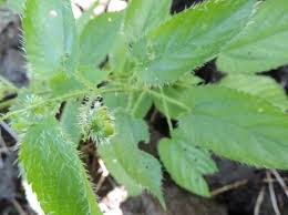 Image result for Tragia brevipes