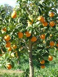 We did not find results for: Pin On Gardening Outdoors