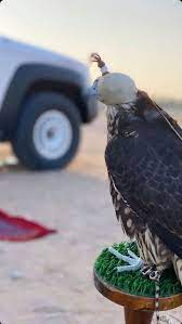 صور طير bald eagle animals eagle