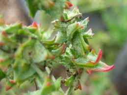 Image result for Atriplex
