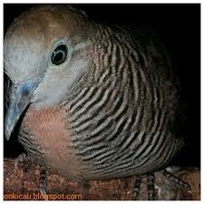 Cara membuat jamu pakan burung perkutut. Resep Rahasia Agar Perkutut Cepat Manggung Dan Gacor On Kicau
