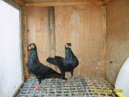 Shortbeakbudapest 8.771 views8 year ago. Short Face Budapest Tumbler Pigeons Pigeon Talk