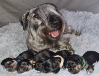 Image result for ČESKÝ TERIÉR