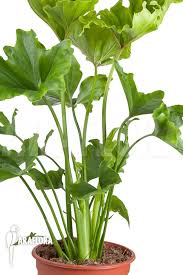 It can be a fabulous choice for a. Araflora Exotic Flora Mehr Philodendron Selloum Hope