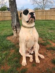 The american bulldog, which i believe is what you're referring to, is a larger breed, typically, than the apbt, but is just as agile and shares the same people adoring temperment. American Bulldog Bulldogs