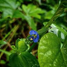 Image result for Commelina schweinfurthii
